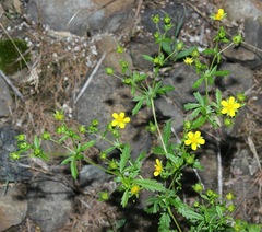 Potentilla intermedia