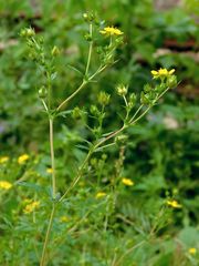 Potentilla intermedia