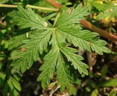 Potentilla intermedia