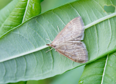 Anania fuscalis