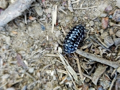 Armadillidium maculatum