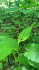 Leiobunum calcar