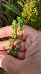 Cliffortia polygonifolia polygonifolia