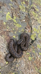 Vipera walser