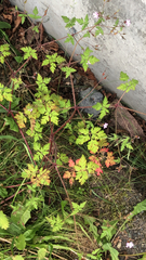 Geranium robertianum