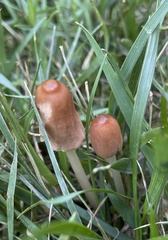 Conocybe deliquescens
