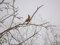 Cardinalis cardinalis