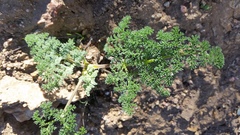 Lomatium dasycarpum dasycarpum