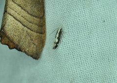 Agnippe prunifoliella