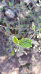 Cercocarpus betuloides betuloides
