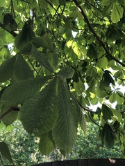 Aesculus hippocastanum