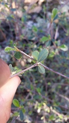 Cercocarpus betuloides betuloides