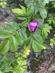 Rosa rugosa