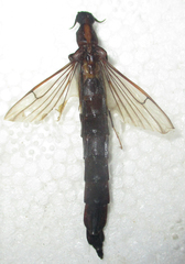 Atractocerus brevicornis
