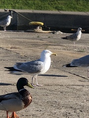 Larus argentatus