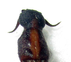 Atractocerus brevicornis