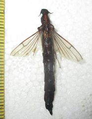Atractocerus brevicornis