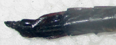 Atractocerus brevicornis