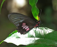 Parides neophilus