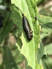 Trirhabda canadensis