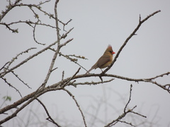 Cardinalis cardinalis