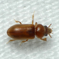 Tropicus pusillus