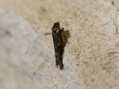 Scythris trivinctella