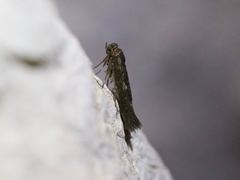 Scythris trivinctella