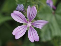 Malva sylvestris sylvestris
