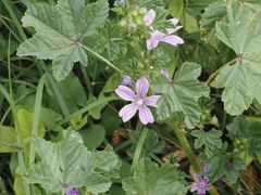 Malva sylvestris sylvestris