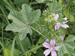 Malva sylvestris sylvestris