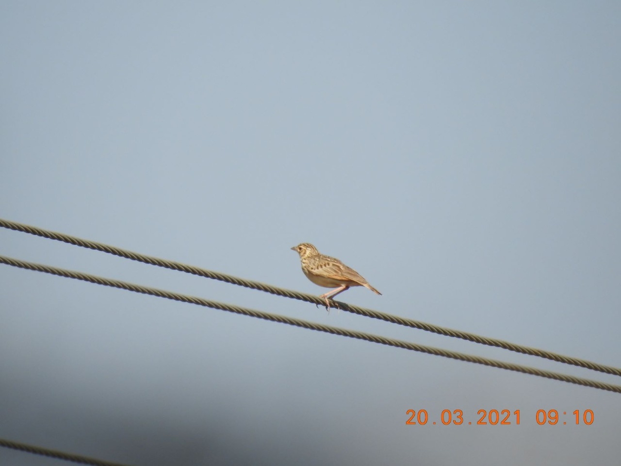 Jerdon's Bushlark