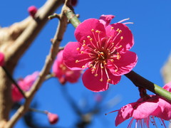 Prunus mume