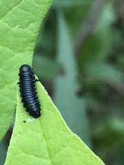 Trirhabda canadensis