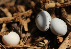 Cryptactites peringueyi