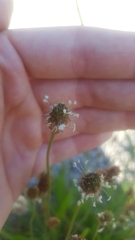 Plantago lanceolata