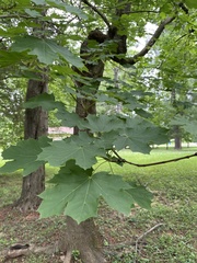 Acer platanoides