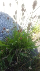 Plantago lanceolata