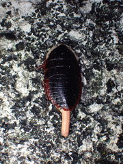 Opisthoplatia orientalis