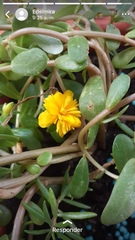 Portulaca