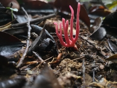 Clavaria schaefferi