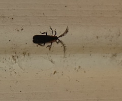 Leptoceletes basalis