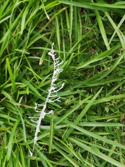 Brunneocorticium corynecarpon