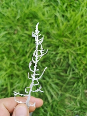 Brunneocorticium corynecarpon