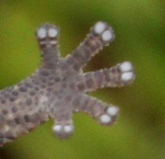 Cryptactites peringueyi