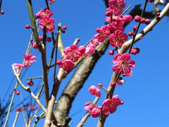 Prunus mume
