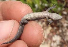 Cryptactites peringueyi