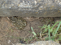 Bufotes viridis sitibundus