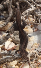 Cryptactites peringueyi