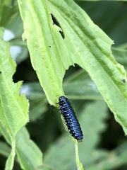 Trirhabda canadensis